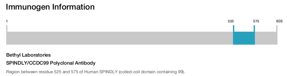 SPINDLY/CCDC99 Polyclonal Antibody