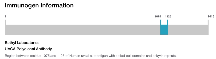 UACA Polyclonal Antibody