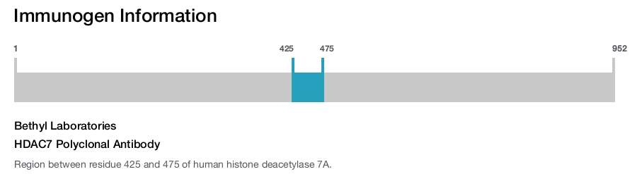 HDAC7 Polyclonal Antibody