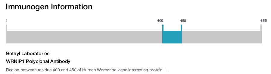 WRNIP1 Polyclonal Antibody