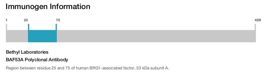 BAF53A Polyclonal Antibody