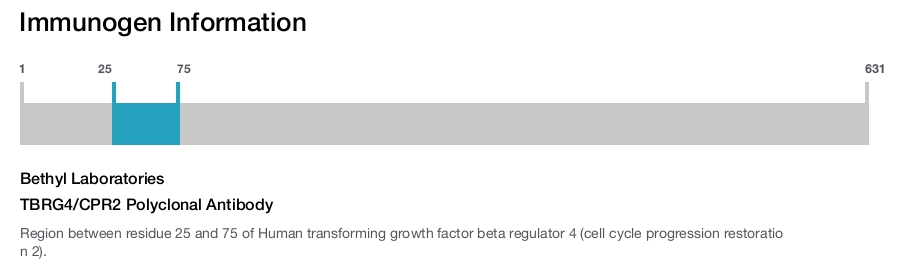 TBRG4/CPR2 Polyclonal Antibody