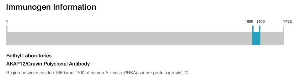 AKAP12/Gravin Polyclonal Antibody
