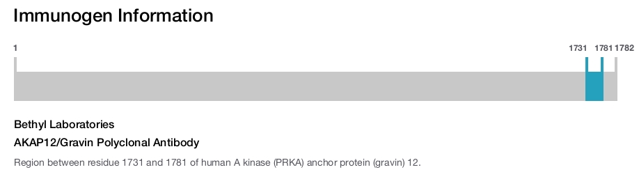 AKAP12/Gravin Polyclonal Antibody