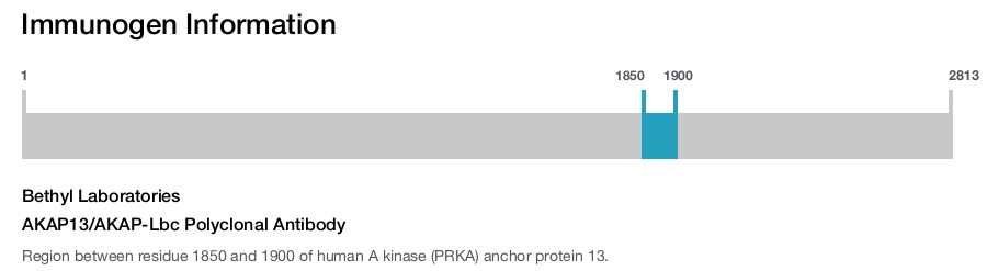 AKAP13/AKAP-Lbc Polyclonal Antibody