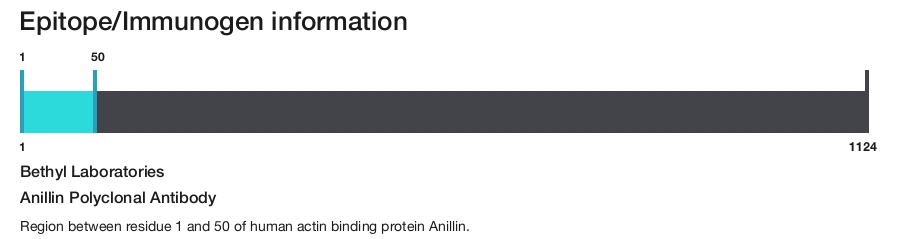 Anillin Polyclonal Antibody