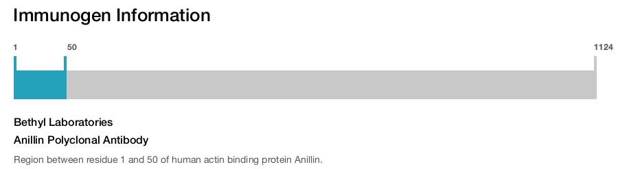 Anillin Polyclonal Antibody