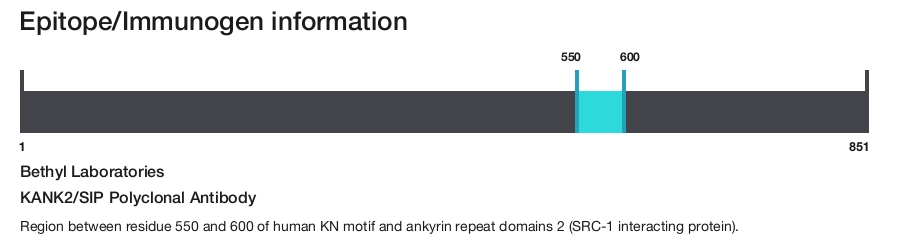 KANK2/SIP Polyclonal Antibody