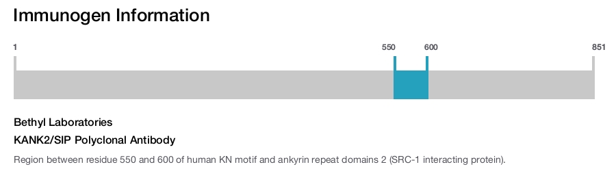 KANK2/SIP Polyclonal Antibody