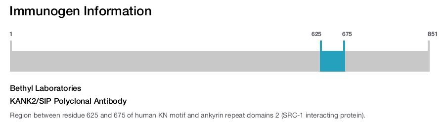 KANK2/SIP Polyclonal Antibody