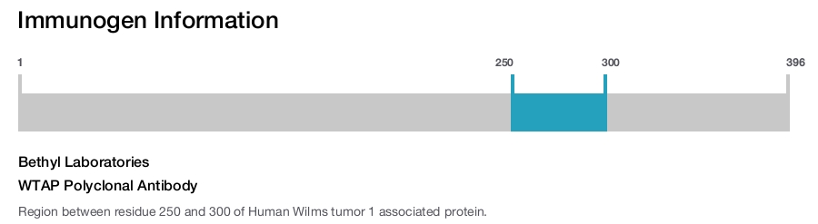WTAP Polyclonal Antibody