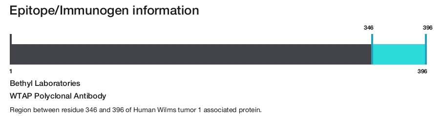 WTAP Polyclonal Antibody
