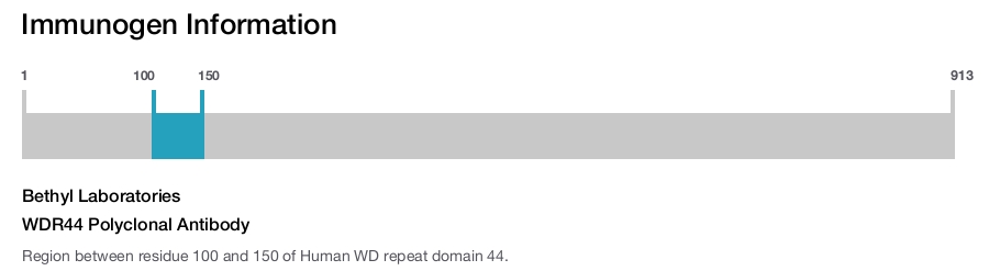 WDR44 Polyclonal Antibody
