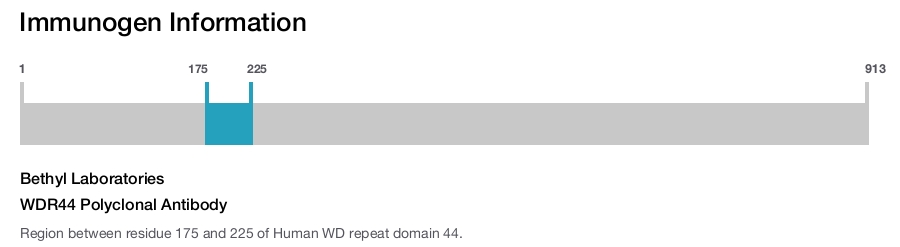 WDR44 Polyclonal Antibody