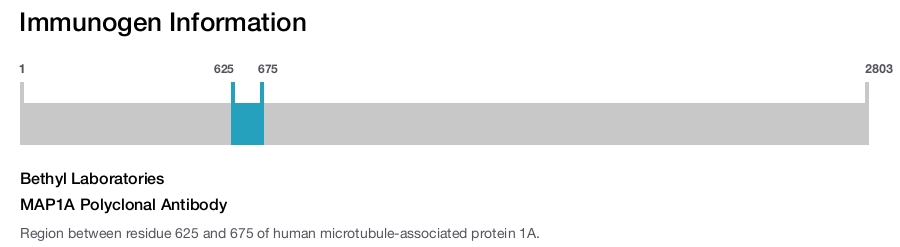 MAP1A Polyclonal Antibody