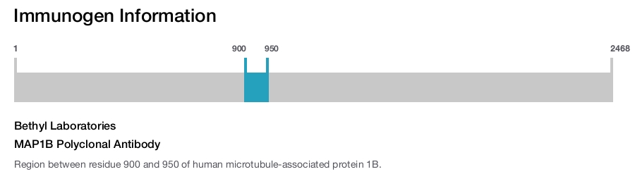 MAP1B Polyclonal Antibody