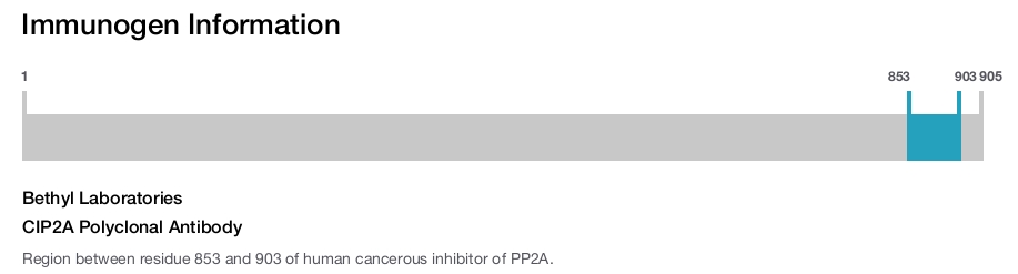 CIP2A Polyclonal Antibody