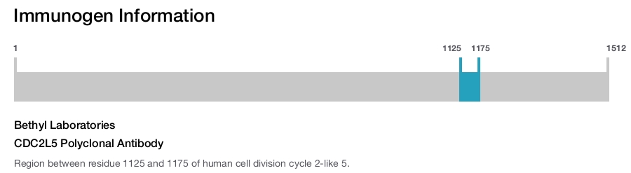 CDC2L5 Polyclonal Antibody