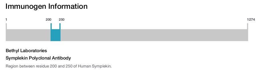 Symplekin Polyclonal Antibody