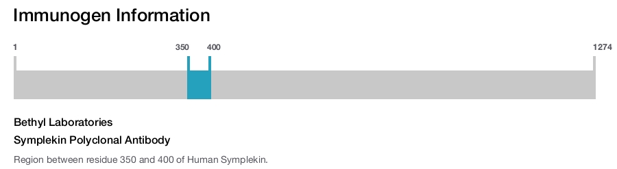 Symplekin Polyclonal Antibody