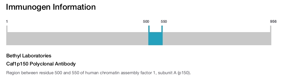 Caf1p150 Polyclonal Antibody