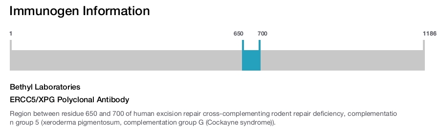 ERCC5/XPG Polyclonal Antibody