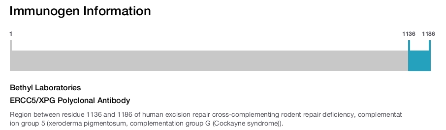 ERCC5/XPG Polyclonal Antibody