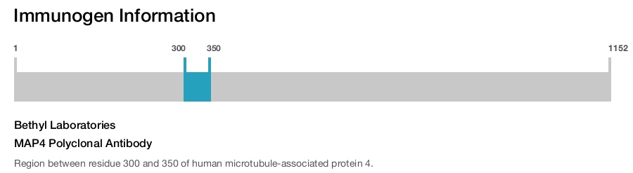 MAP4 Polyclonal Antibody