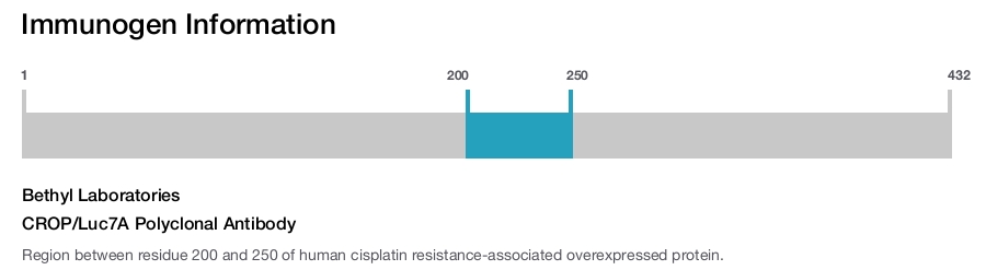 CROP/Luc7A Polyclonal Antibody