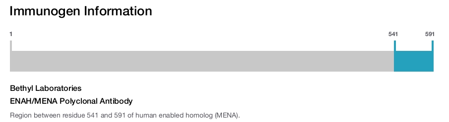 ENAH/MENA Polyclonal Antibody