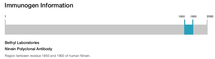 Ninein Polyclonal Antibody