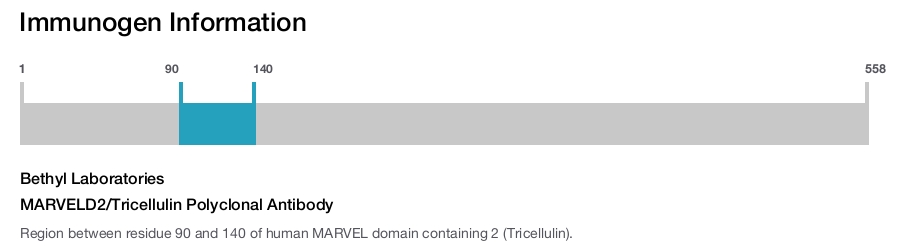 MARVELD2/Tricellulin Polyclonal Antibody