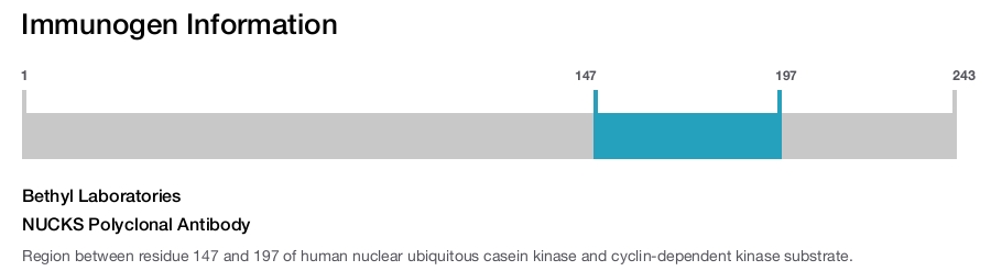 NUCKS Polyclonal Antibody