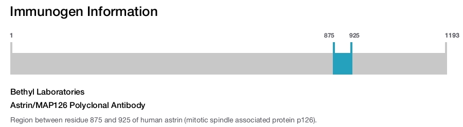 Astrin/MAP126 Polyclonal Antibody