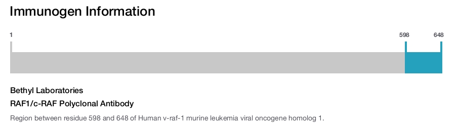 RAF1/c-RAF Polyclonal Antibody