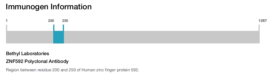 ZNF592 Polyclonal Antibody