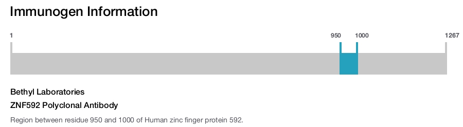 ZNF592 Polyclonal Antibody