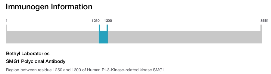 SMG1 Polyclonal Antibody
