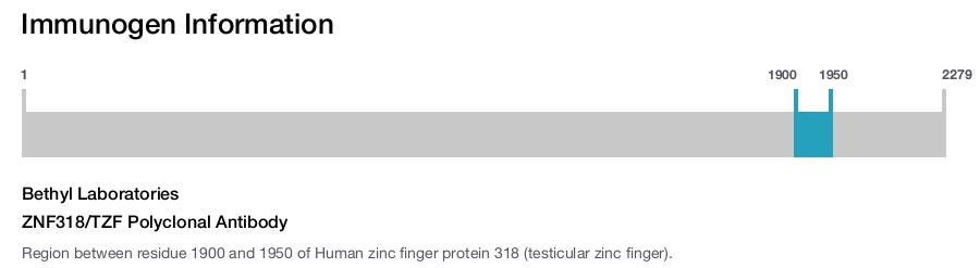ZNF318/TZF Polyclonal Antibody