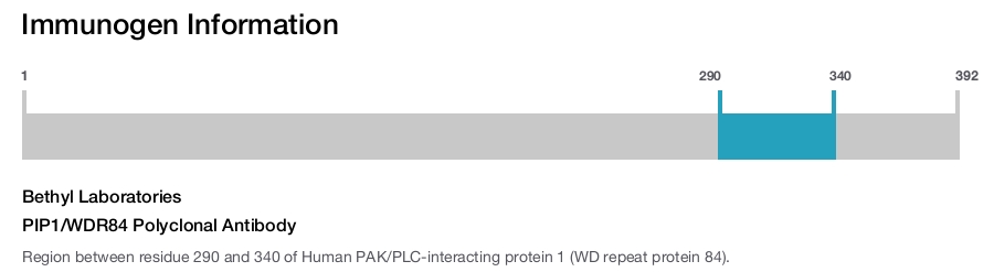 PIP1/WDR84 Polyclonal Antibody