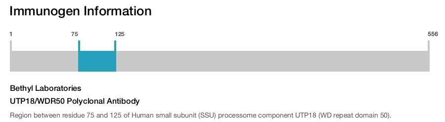 UTP18/WDR50 Polyclonal Antibody