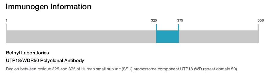 UTP18/WDR50 Polyclonal Antibody