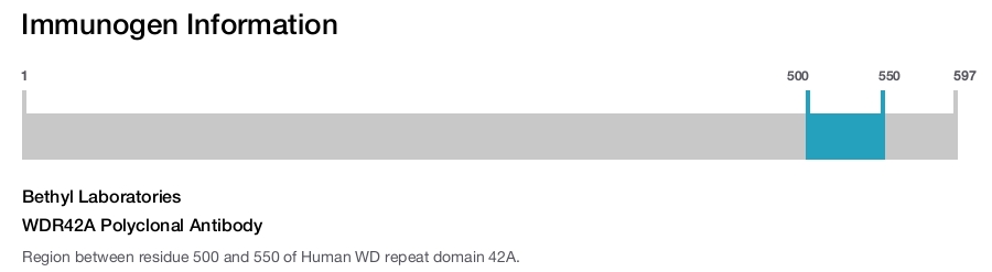 WDR42A Polyclonal Antibody