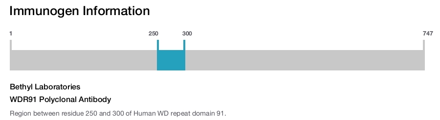 WDR91 Polyclonal Antibody