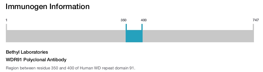 WDR91 Polyclonal Antibody