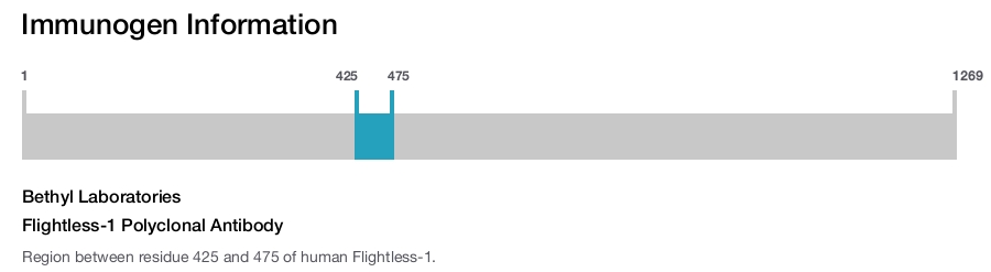 Flightless-1 Polyclonal Antibody