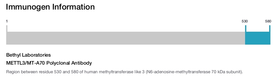 METTL3/MT-A70 Polyclonal Antibody