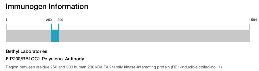 FIP200/RB1CC1 Polyclonal Antibody