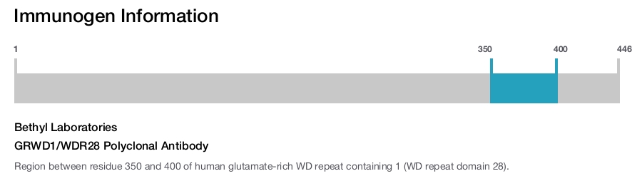 GRWD1/WDR28 Polyclonal Antibody
