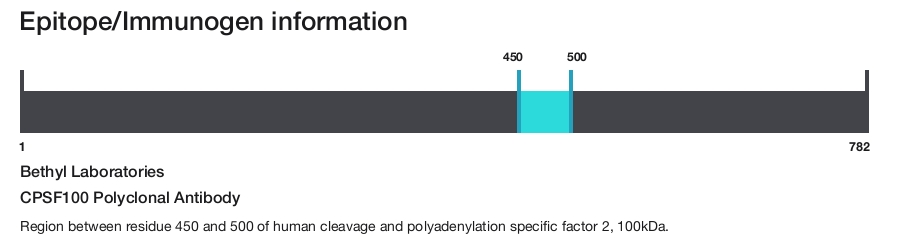 CPSF100 Polyclonal Antibody